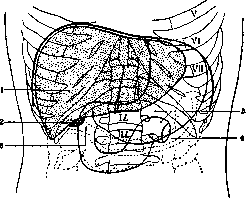 Epigastrium: figure 3 from the 1928–1936 encyclopedia article