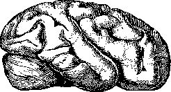 Macrogyria and Macroscopy: figure 1 from the 1928–1936 encyclopedia article