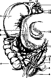 Ureter: figure 7 from the 1928–1936 encyclopedia article