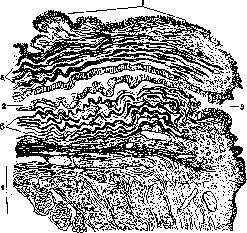 Ureter: figure 4 from the 1928–1936 encyclopedia article