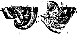 Ureter: figure 1 from the 1928–1936 encyclopedia article