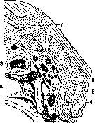 Ureter: figure 10 from the 1928–1936 encyclopedia article