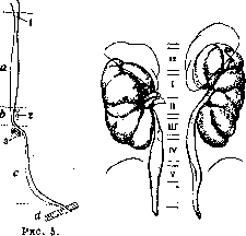 Ureter: figure 5 from the 1928–1936 encyclopedia article
