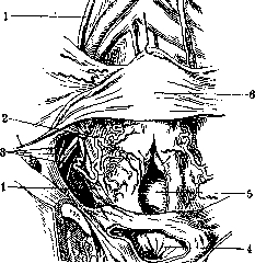 Ureter: figure 11 from the 1928–1936 encyclopedia article
