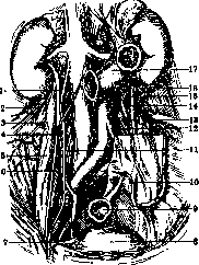 Ureter: figure 6 from the 1928–1936 encyclopedia article