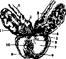 Seminal Vesicles: figure 1 from the 1928–1936 encyclopedia article