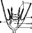 Beach: figure 1 from the 1928–1936 encyclopedia article