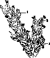 Colonial Animals: figure 2 from the 1928–1936 encyclopedia article