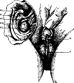 Hermaphroditism: figure 1 from the 1928–1936 encyclopedia article