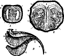 Scorpions: figure 2 from the 1928–1936 encyclopedia article