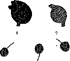 Scorpions: figure 3 from the 1928–1936 encyclopedia article
