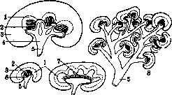 Genitourinary Organs: figure 3 from the 1928–1936 encyclopedia article