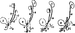 Genitourinary Organs: figure 5 from the 1928–1936 encyclopedia article