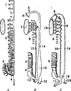 Genitourinary Organs: figure 2 from the 1928–1936 encyclopedia article