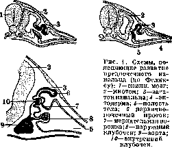 Genitourinary Organs: figure 1 from the 1928–1936 encyclopedia article
