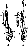 Genitourinary Organs: figure 4 from the 1928–1936 encyclopedia article