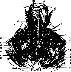 Perineum: figure 2 from the 1928–1936 encyclopedia article