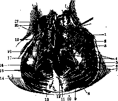 Perineum: figure 3 from the 1928–1936 encyclopedia article