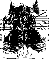 Perineum: figure 4 from the 1928–1936 encyclopedia article