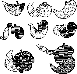 Stomach: figure 2 from the 1928–1936 encyclopedia article