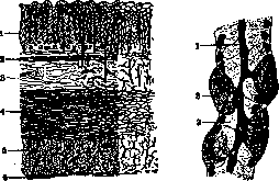 Stomach: figure 12 from the 1928–1936 encyclopedia article