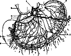 Stomach: figure 18 from the 1928–1936 encyclopedia article