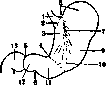 Stomach: figure 5 from the 1928–1936 encyclopedia article