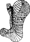 Stomach: figure 16 from the 1928–1936 encyclopedia article