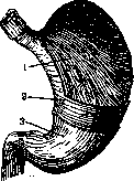 Stomach: figure 14 from the 1928–1936 encyclopedia article