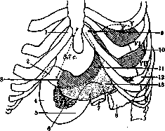 Stomach: figure 11 from the 1928–1936 encyclopedia article