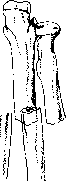 Forearm: figure 3 from the 1928–1936 encyclopedia article