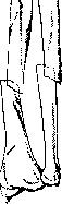 Forearm: figure 2 from the 1928–1936 encyclopedia article
