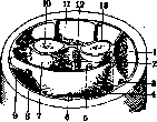 Forearm: figure 1 from the 1928–1936 encyclopedia article
