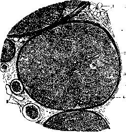 Nerve Fibers: figure 4 from the 1928–1936 encyclopedia article