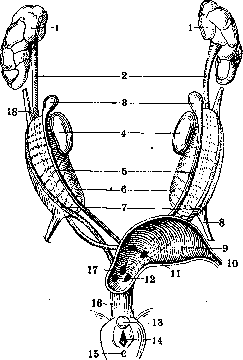 Müllerian Duct: figure 3 from the 1928–1936 encyclopedia article