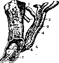 Müllerian Duct: figure 2 from the 1928–1936 encyclopedia article