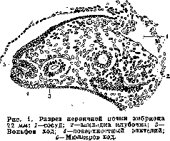 Müllerian Duct: figure 1 from the 1928–1936 encyclopedia article