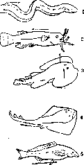 Electivity: figure 1 from the 1928–1936 encyclopedia article