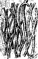 Elastic Tissue: figure 1 from the 1928–1936 encyclopedia article