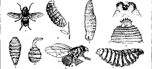 Warble Fly: figure 1 from the 1928–1936 encyclopedia article
