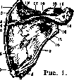 Scapula: figure 1 from the 1928–1936 encyclopedia article