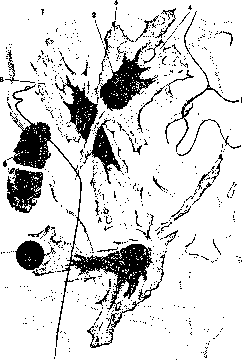 Connective Tissue: figure 1 from the 1928–1936 encyclopedia article