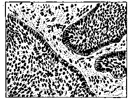 Bazhenov: figure 1 from the 1928–1936 encyclopedia article