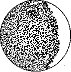 Kefir: figure 2 from the 1928–1936 encyclopedia article