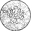 Kefir: figure 4 from the 1928–1936 encyclopedia article