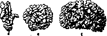 Kefir: figure 1 from the 1928–1936 encyclopedia article