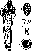 Dipylidium Caninum L: figure 1 from the 1928–1936 encyclopedia article