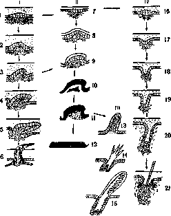 Evolutionary Theory: figure 1 from the 1928–1936 encyclopedia article