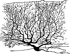 Nerve Cells: figure 3 from the 1928–1936 encyclopedia article