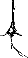 Nerve Cells: figure 4 from the 1928–1936 encyclopedia article